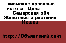 сиамские красивые  котята › Цена ­ 2 000 - Самарская обл. Животные и растения » Кошки   